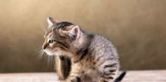 Как вывести блох у котенка в домашних условиях
