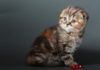 Каким кормом кормить шотландского вислоухого котенка