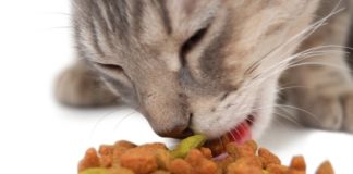 Чем отличается корм для котят от взрослого