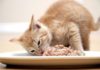 Можно ли кормить котенка только влажным кормом