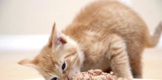 Можно ли кормить котенка только влажным кормом
