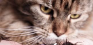 Как и чем подстричь когти котенку
