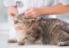 Ушной клещ у кошек: лечение в домашних условиях