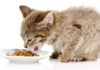 Чем лучше кормить котёнка: кормом или натуралкой
