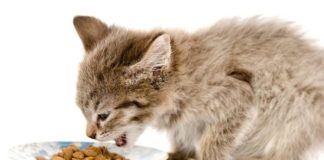Чем лучше кормить котёнка: кормом или натуралкой