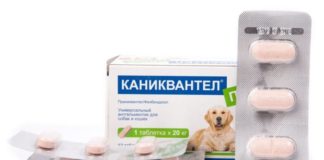 Каниквантел для собак: инструкция по применению