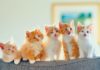 Сонник – маленький котенок