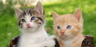 Как отличить котёнка мальчика от девочки в раннем возрасте