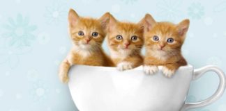 Сонник — рыжий котенок