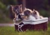 К чему снятся маленькие котята женщине: сонник маленькие котята