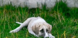 Почему щенок ест свои экскременты: причины, что делать