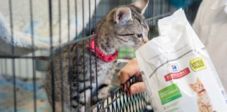 Симптомы аллергии на корм у котенка