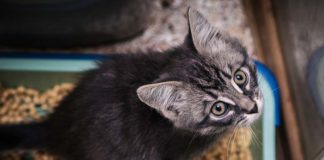 Котенок не ходит в туалет «по большому»: причины, что делать