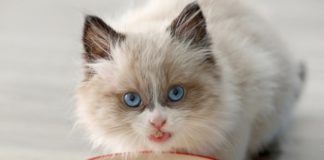 Чем кормить котенка в 3 месяца