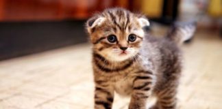 Как приучить котенка к туалету: советы и рекомендации