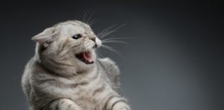 Признаки бешенства у человека после укуса кошки