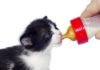 Как и чем кормить котят в 2 недели