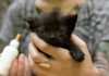 Чем кормить котят, если у кошки нет молока