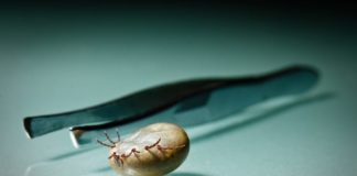 Как вытащить клеща у собаки в домашних условиях