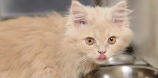 Чем можно кормить маленьких котят