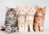 Чем кормить котенка мейн-куна — меню по возрастам