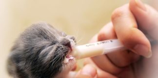 Как и чем кормить котят до 1 месяца