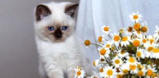 Как и чем кормить сиамского котенка: меню по возрастам