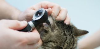 Коричневый налет в ушах у кошки: на что может указывать