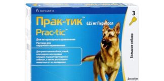 Капли «Практик» от клещей для собак: инструкция по применению
