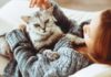 Неприятный запах от кошки: причины возникновения и методы устранения запаха