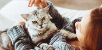 Неприятный запах от кошки: причины возникновения и методы устранения запаха