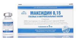 Максидин для собак: подробное описание и инструкция по применению