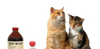 Лигфол для кошек: инструкция по применению