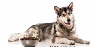 Лечебные корма для собак – анализ 9 популярных марок