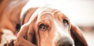 15 причин потери аппетита у собаки