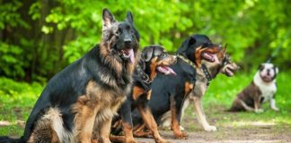 Дрессировка и воспитание собаки: 13 частых ошибок