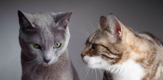 Мастопатия у кошек: первые признаки и методы лечения