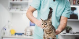Дисплазия суставов у кошек: причины патологии и методы лечения