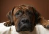 Лимфаденит у собак: симптомы и лечение