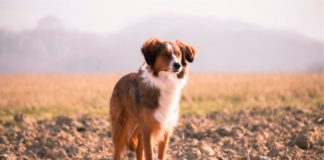 Где у собаки находится печень