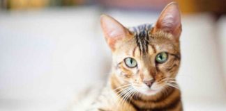 Комедоны, акне или черные точки у кошек: лечение и профилактика