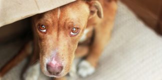 Собака писается ночью: причины и как отучить