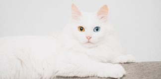 К чему снится белая кошка — сонник белая кошка