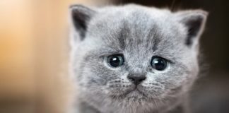 Могут ли кошки плакать?