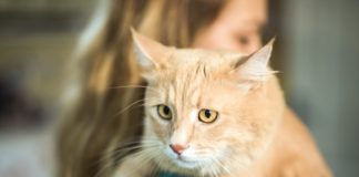 Риноскопия носа у кошек: особенности процедуры