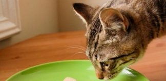 Лакомства для кошек своими руками: простые и быстрые рецепты