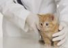 Пневмония у котенка: проявление первых тревожных признаков